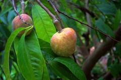 Annona reticulata