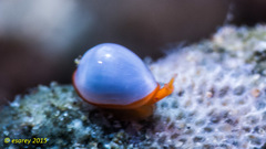 Cystiscus minutissimus
