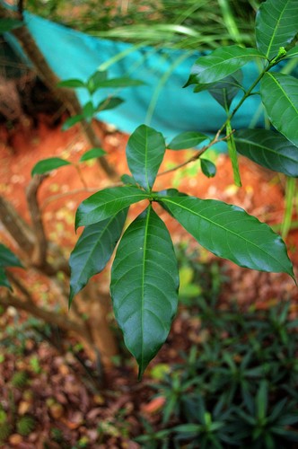 Tabernaemontana divaricata