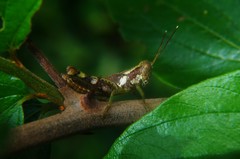 Pirithoicus ophthalmicus