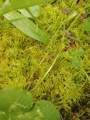 Thuidiopsis
