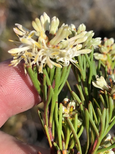 Paranomus esterhuyseniae