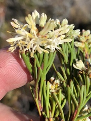 Paranomus esterhuyseniae