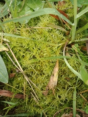 Thuidiopsis