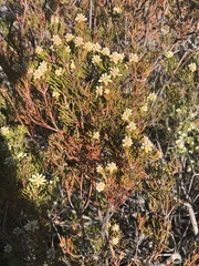 Paranomus esterhuyseniae