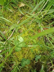 Thuidiopsis