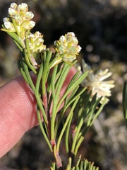 Paranomus esterhuyseniae