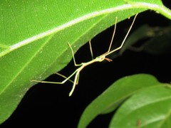 Acrophylla wuelfingi