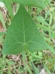 Solena amplexicaulis