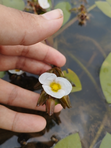 Sagittaria guayanensis, photograph 2
