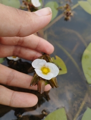 Sagittaria guayanensis, photograph (c) Brenda O'Grady, some rights reserved (CC BY-SA)