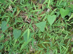 Solena amplexicaulis