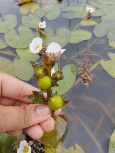 Sagittaria guayanensis, photograph 3