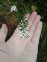 Leionema hillebrandii