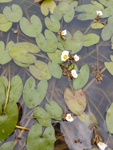 Sagittaria guayanensis, photograph 4