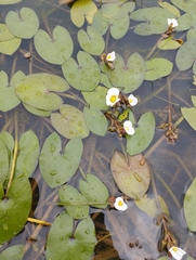 Sagittaria guayanensis, photograph (c) Brenda O'Grady, some rights reserved (CC BY-SA)