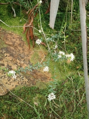 Leionema hillebrandii