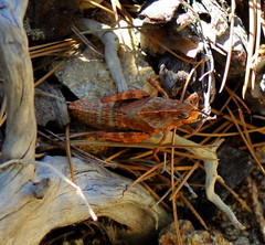 Dracotettix monstrosus