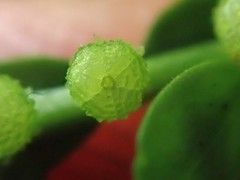 Phyllanthus urinaria hookeri