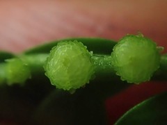 Phyllanthus urinaria hookeri