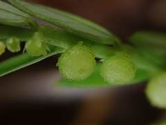 Phyllanthus urinaria hookeri