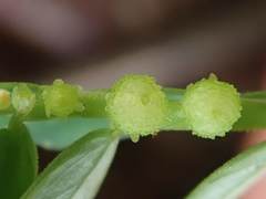 Phyllanthus urinaria hookeri