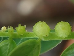 Phyllanthus urinaria hookeri