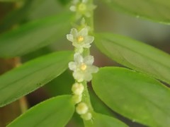 Phyllanthus urinaria hookeri