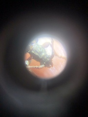 Eburida picta