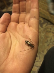 Eburida picta