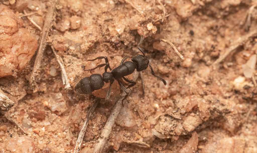 Rugged Ringbum Ants