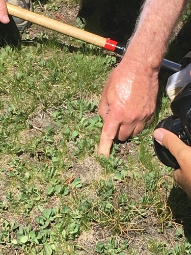 iNaturalist observation photo of Yosemite Toad