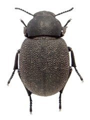 Phymatiotris quadricollis