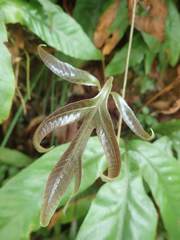 Tectaria harlandii