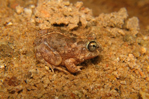 Marble Sand Frog, Sphaerotheca rolandae
