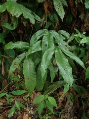 Tectaria harlandii
