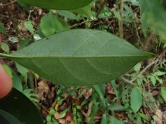 Tectaria harlandii