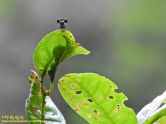 Bayadera brevicauda