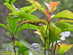 Neochauliodes