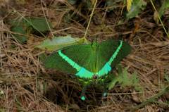 Papilio crino