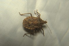 Hemiptera