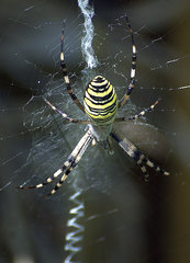 Argiope bruennichi