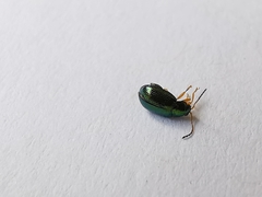 Crepidodera fulvicornis