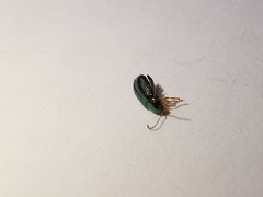 Crepidodera fulvicornis