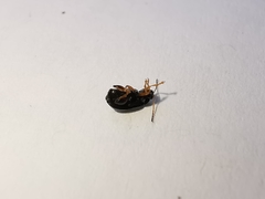 Crepidodera fulvicornis