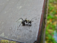 Camponotus formosensis