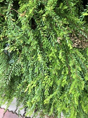 Phyllanthus myrtifolius