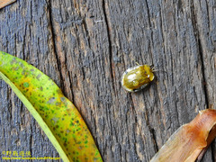 Basiprionota angusta
