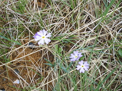 Mistassini Primrose (Primula mistassinica)