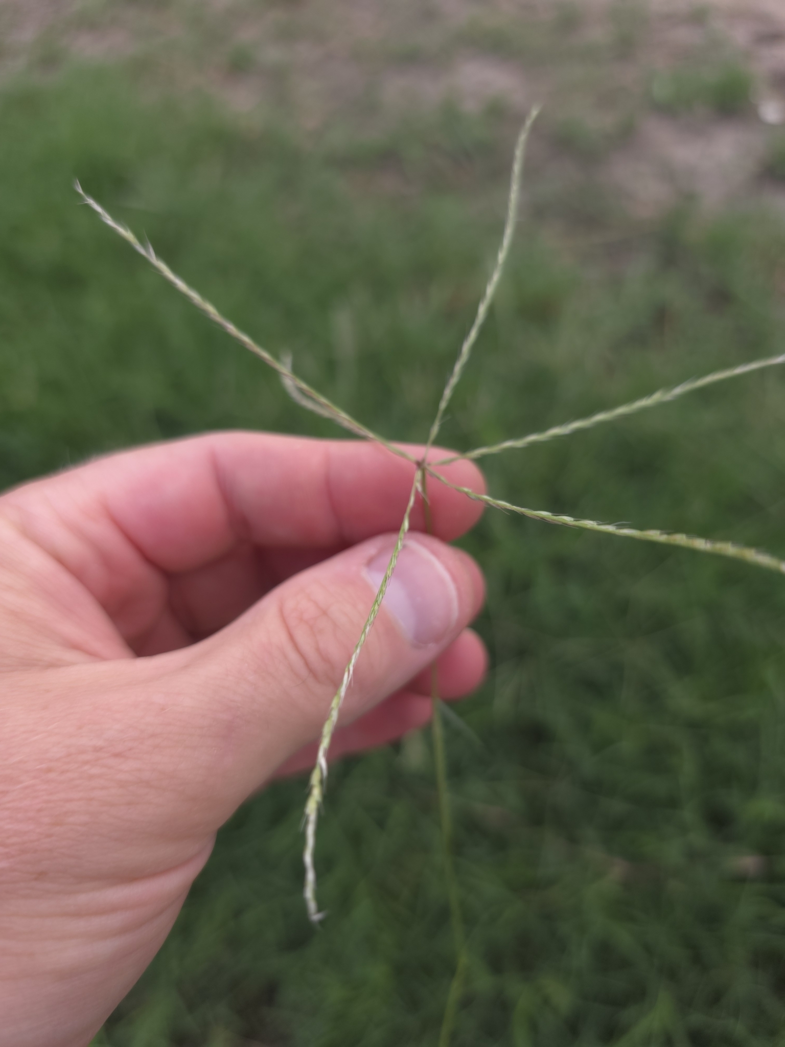 Slimspike Windmill Grass (Chloris andropogonoides)